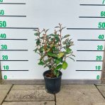 Hlošina ebbingeho (Elaeagnus ebbingei) ´COMPACTA´ - RUSKÁ OLIVA -  výška 40-60 cm, kont. C3L